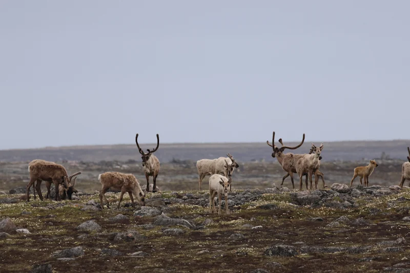 ¿Qué hacer en Nunavut?