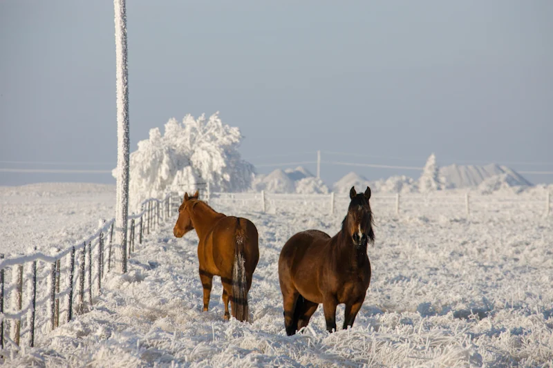 ¿Cómo es la vida en Saskatchewan ?
